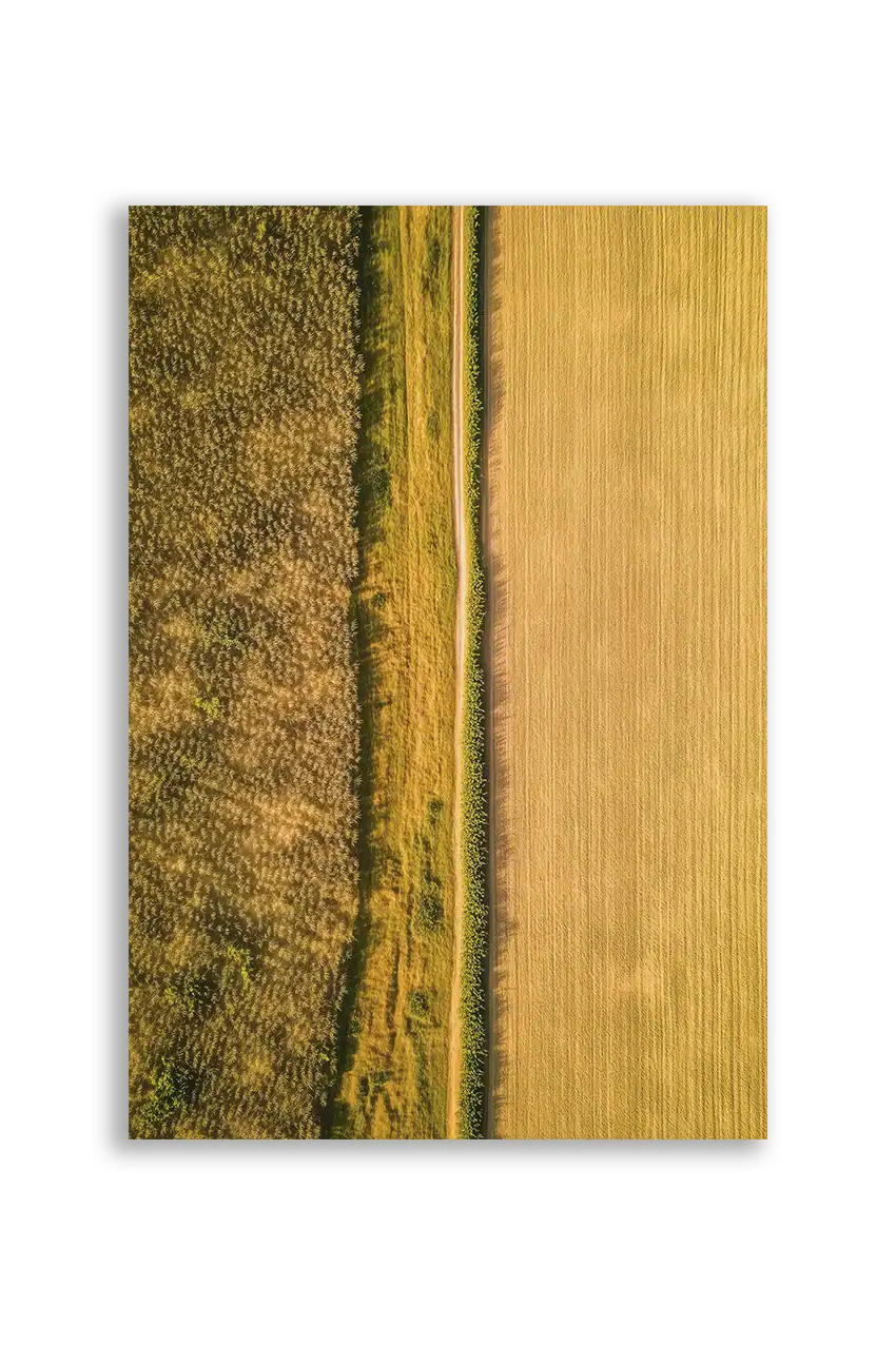 Akustikbillede med dronefoto af gyldne kornmarker delt af en smal stribe græs