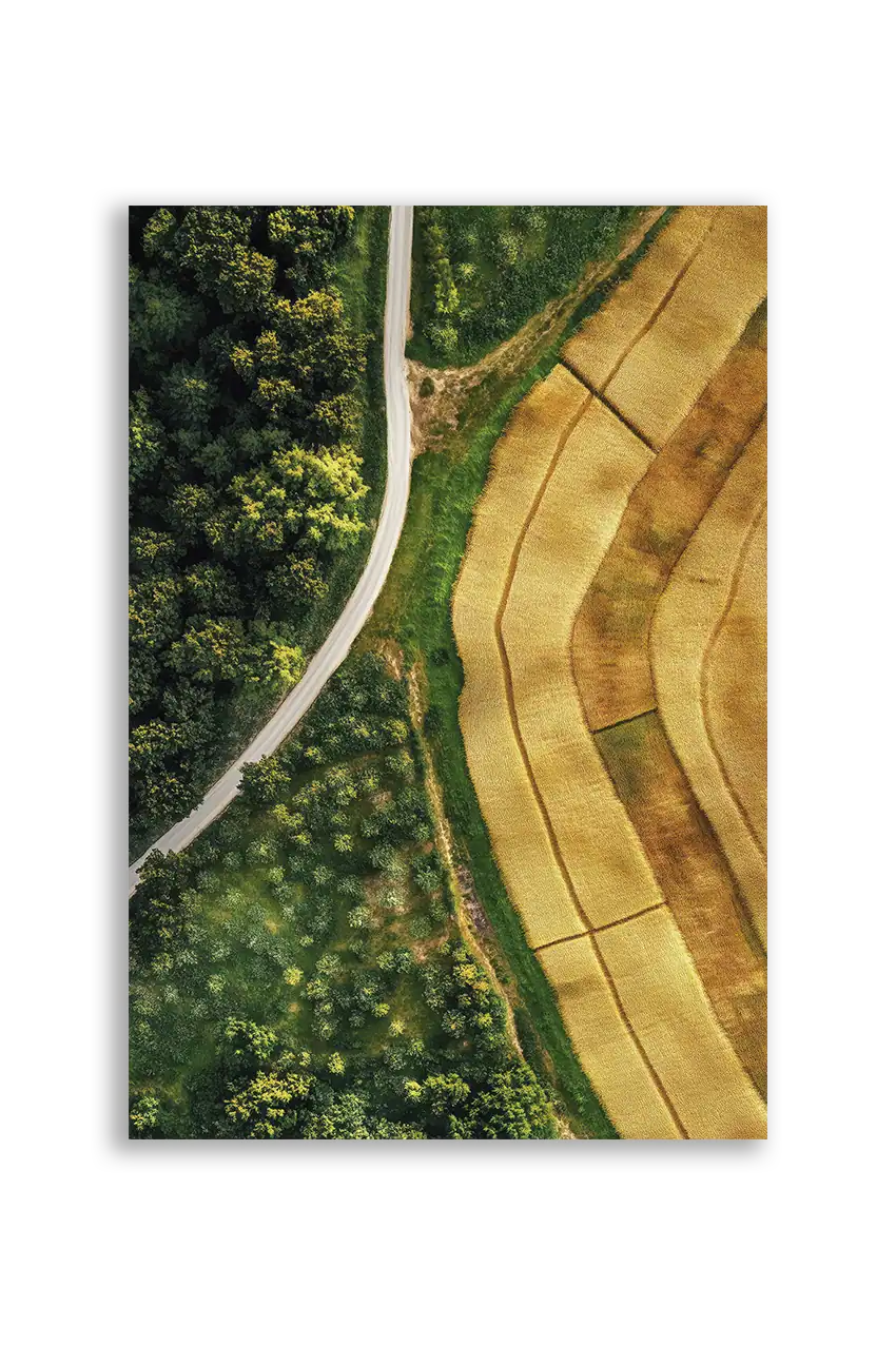 Akustikbillede med dronefoto af en markvej mellem grøn skov og gyldne kornmarker
