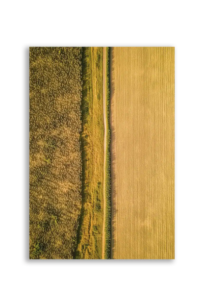 Akustikbillede med dronefoto af gyldne kornmarker delt af en smal stribe græs